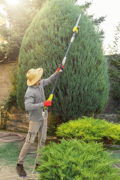 Best Tree Preservation Services  in Coyne Center, IL